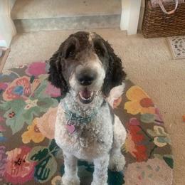 Coco - Goldendoodle