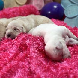Labrador Retriever Puppies from Luvable AZ Labs