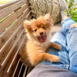 Autumn - Red sable female Pomeranian puppy in Stroud, Oklahoma from Laik’s Little Shihtz & Poms