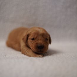 Harper - Dark golden female Golden Retriever puppy in Holmesville, Ohio from Dixie Goldens