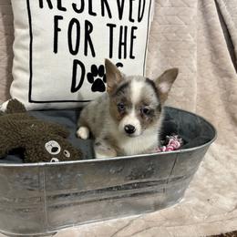Jock - Blue merle and white male American Corgi puppy in Decatur, Texas from Bar S Corgis