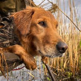 Golden Retriever All Grown Up from Pitchpine Retrievers