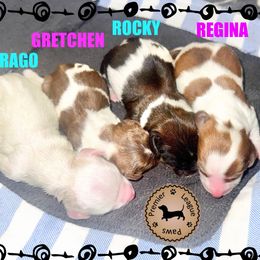 Dachshund Puppies from Premier League Paws