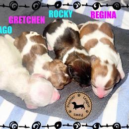 Dachshund Puppies from Premier League Paws