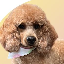 Goldendoodles from 4F Farms