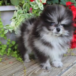 Hope - Blue merle female Pomeranian puppy in Memphis, Michigan from Magix'z Pomeranians