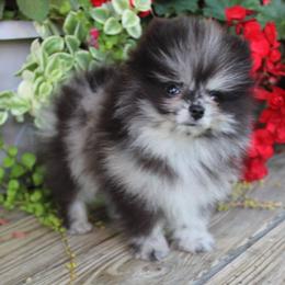 Hope - Blue merle female Pomeranian puppy in Memphis, Michigan from Magix'z Pomeranians