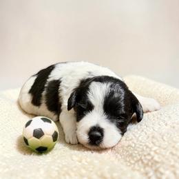 Oliver - Parti male Miniature Schnauzer puppy in Magalia, California from NorCal Schnauzers