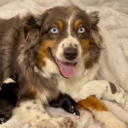 Sophie - Miniature Australian Shepherd