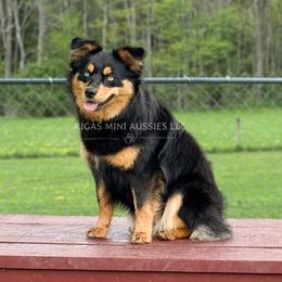 Mara - Black tri female Miniature Australian Shepherd puppy in Covington, Pennsylvania from Rigas Mini Aussies LLC