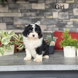 Christi - Black female Double Doodle puppy in Millersburg, Ohio from T Sanctum