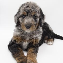 Chunk - Green Collar - Blue merle male Bernedoodle puppy in Lehi, Utah from Our Little Farm Life Doodles