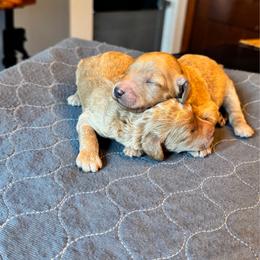 Mia - Apricot female Labradoodle puppy in Constableville, New York from Zehr’s Labradoodles & Bernedoodles
