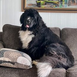 Lola - Newfoundland