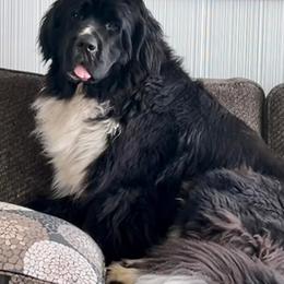 Lola - Newfoundland