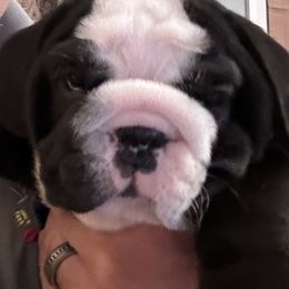 Bulldog Puppies from Black Creek English Bulldogs