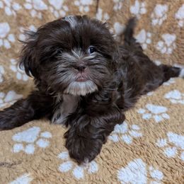 Truffles - Liver and white female Shih Tzu puppy in Orange Park, Florida from Sweetz Kennelz