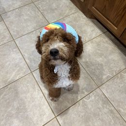 Goldendoodle All Grown Up from Shelley Torres's Goldendoodles