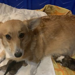 Sabrina - Pembroke Welsh Corgi