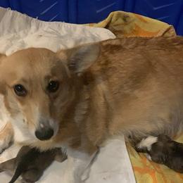 Sabrina - Pembroke Welsh Corgi