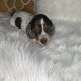 Boy 1 - Dapple male Dachshund puppy in Stilwell, Oklahoma from Stilwell’s Dachshunds