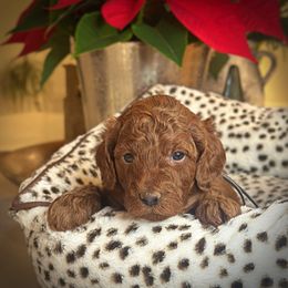 Gray Collar Boy - Red  male Poodle puppy in Modesto, California from Dry Creek Poodles
