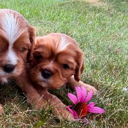 Daisy - Ruby female Cavalier King Charles Spaniel puppy in Brookings, South Dakota from Precious Pooches Cavalier King Charles Spaniels