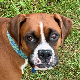 Nell - Boxer