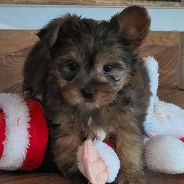 Forrest - Merle male Yorkipoo puppy in Cottageville, South Carolina from Mandy's Yorkie's , Yorkiepoo's & Maltipoo's