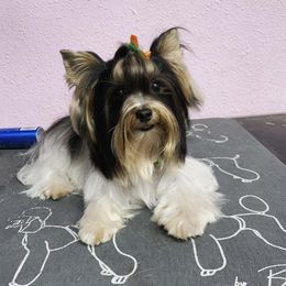 Biewer Terrier and Yorkshire Terrier Puppies from Yorkie Town California