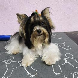 Biewer Terrier and Yorkshire Terrier Puppies from Yorkie Town California