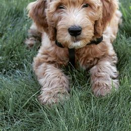 Goldendoodle Puppies from Doodle Devotion