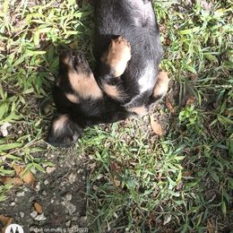 Dachshund Puppies from Miami piebald Dapple Dachshunds
