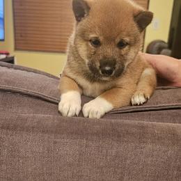 Shiba Inu Puppies from Kiara Coloma