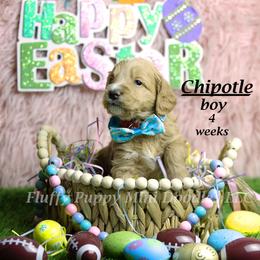 Chipotle (red collar) boy - Red  male Goldendoodle puppy in Corona, California from Fluffy Puppy Mini Doodles LLC