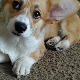 Pembroke Welsh Corgis from Cynnor's Corgis