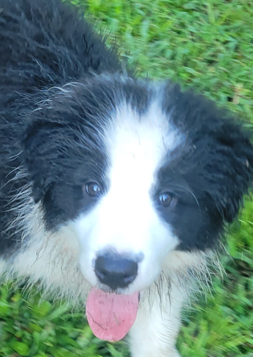 Border Collie Puppies from Lucky For You Floridian Border Collies