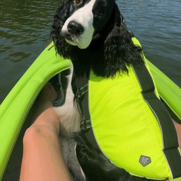 English Springer Spaniel All Grown Up from RuffHouser English Springer Spaniels