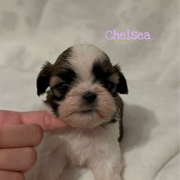 Chelsea (potentially available soon) - Red and white female Shih Tzu puppy in California from Fairy Tails Shih Tzus CA