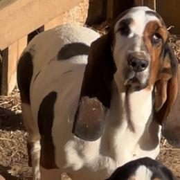Nova - Basset Hound