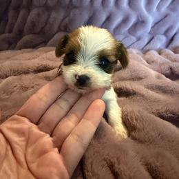 Girl 1 - Parti female Yorkshire Terrier puppy in Paris, Texas from Paris Parti Yorkies