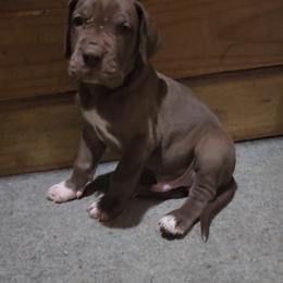Barry - Chocolate male Great Dane puppy in Walker, Louisiana from La Rebel Danes