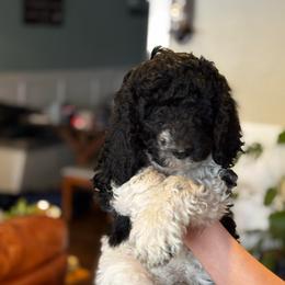 Hammy - Parti male Poodle puppy in Lake Village, Indiana from Kennings Poodles and Company