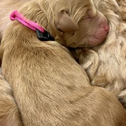 Australian Labradoodle Puppies from Salona Australian Labradoodles