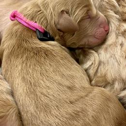 Australian Labradoodle Puppies from Salona Australian Labradoodles