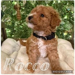 Rocco - Red  male Poodle puppy in Chattanooga, Tennessee from Scenic City Doodles