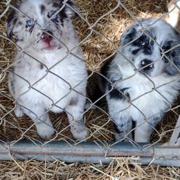 Australian Shepherd Puppies from Southern Boy Blues Aussies