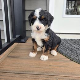 Lonny - Tri-color male Bernedoodle puppy in Holtwood, Pennsylvania from Country Ridge Puppies