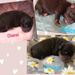Miniature Schnauzer puppies from Beards N Bows Mini Schnauzers