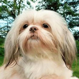Reba - Shih Tzu